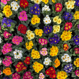 Plantes de printemps